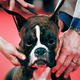 A Boxer competing at the Annual Kennel Club of Beverly Hills Dog Show (Image: AP)